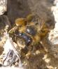 Andrena sp.